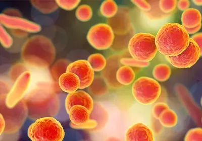 Learn How to Reduce Mycoplasma Contamination of Cell Cultures
